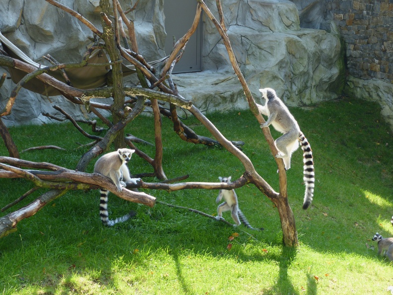 Lemuri 05092014_2.jpg