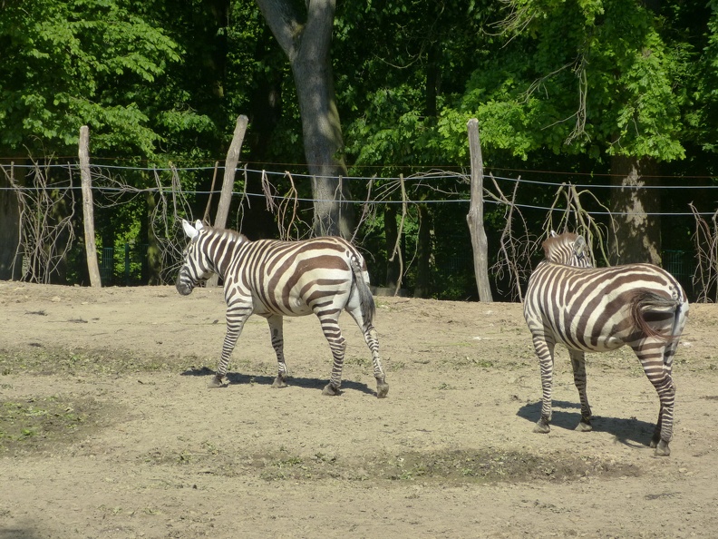 zebra 21052014_3.jpg