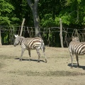 zebra 21052014_3