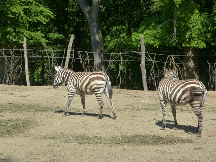 zebra 21052014_3