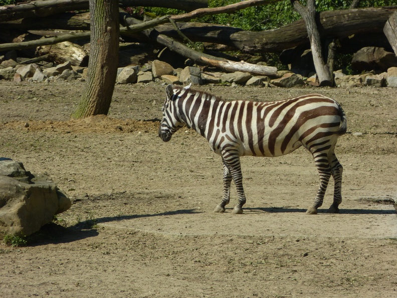 zebra 21052014_6
