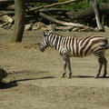 zebra 21052014_6.jpg