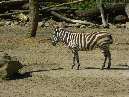 zebra 21052014_6