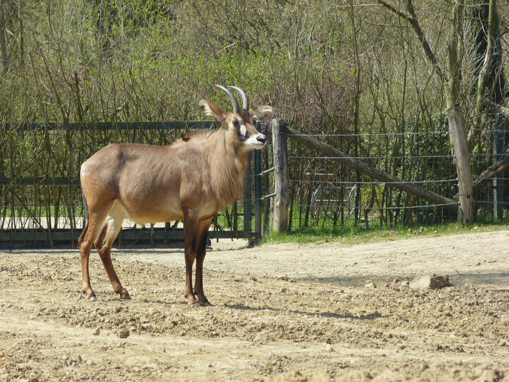 Antilopa 15042015_1